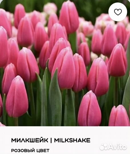 Тюльпаны с Доставкой к 8 марта