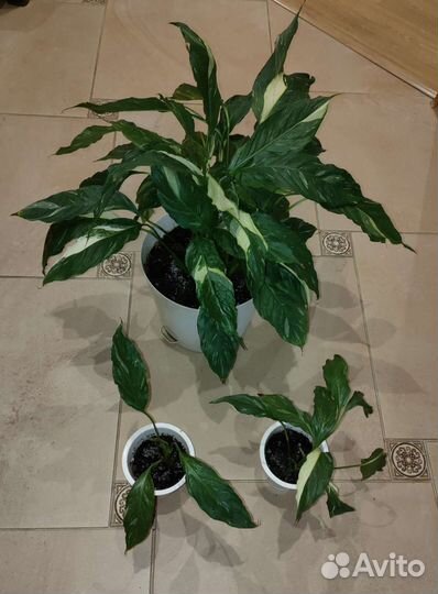 Спатифиллум