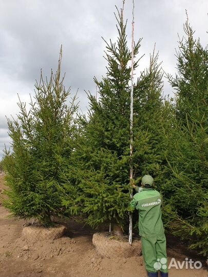 Ель обыкновенная - extra качество Высота от 300см