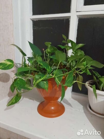 Комнатные цветы