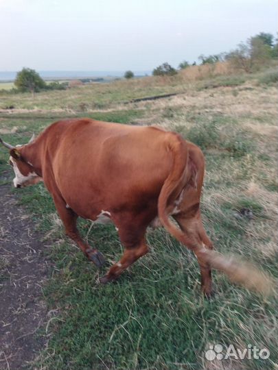 Быки на откорм