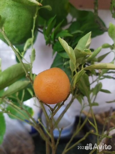 Привитые цитрусы