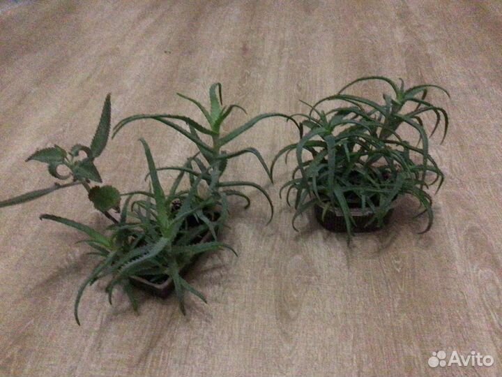 Алоэ древовидное(столетник) лечебное