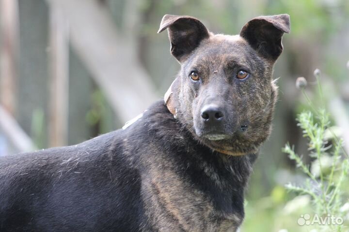 Собака Тайфун