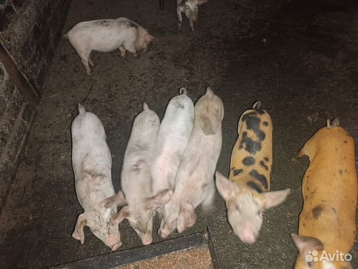 Поросенок ландрас