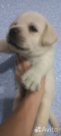 Щенки лабрадора