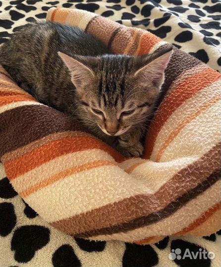 Котята бесплатно