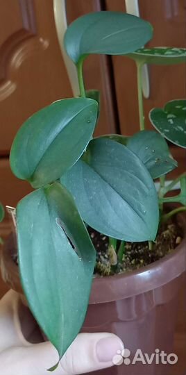 Эпипремнум