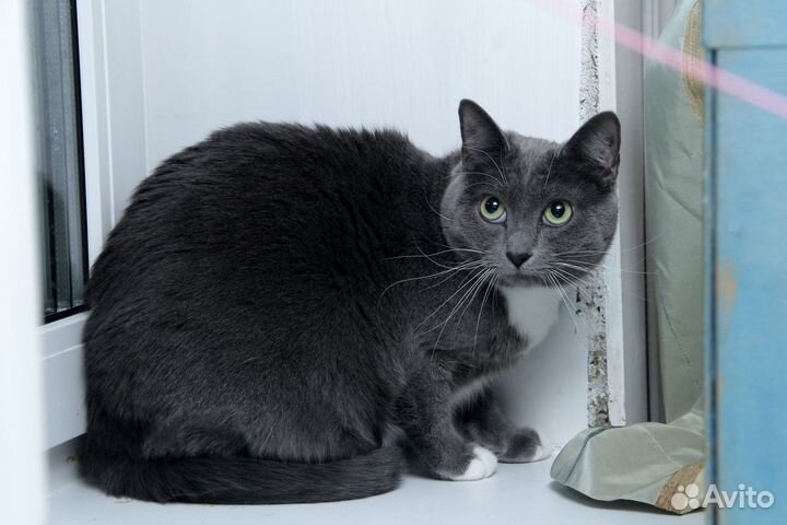 Кошечка Дунюшка ищет Человека с добрым сердцем