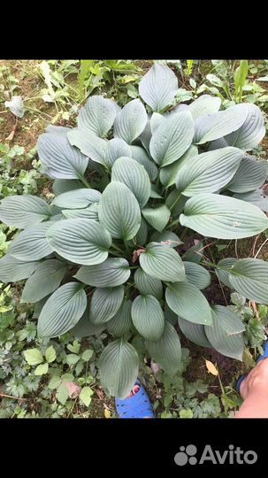 Продам хосту