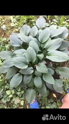 Продам хосту