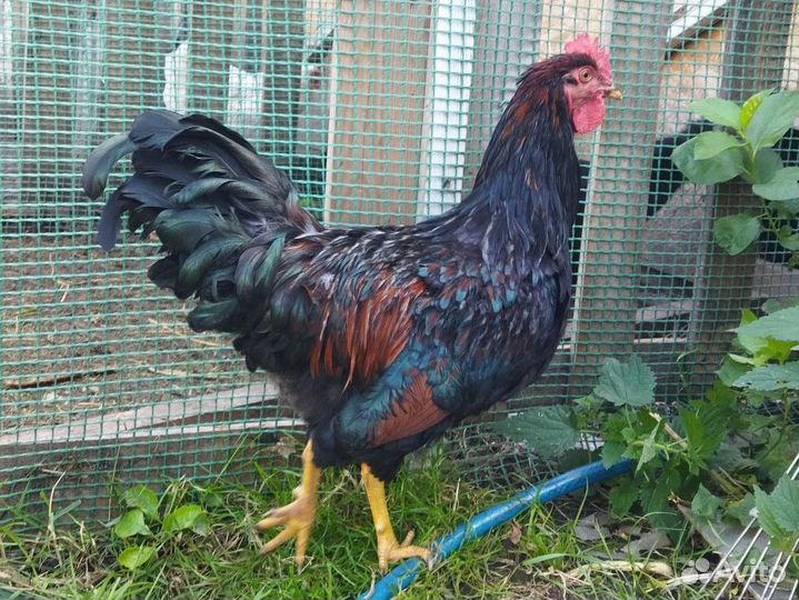 Петух барневельдер, фавероль, лакеданзи