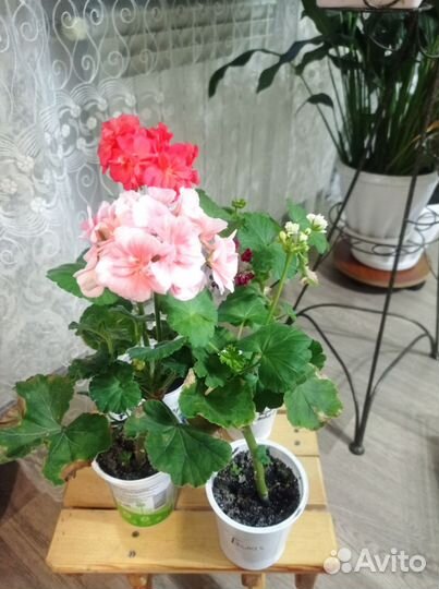 Герань пеларгония