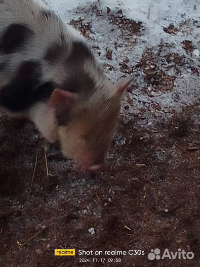 Вьетнамцы 1,5 месяцеа