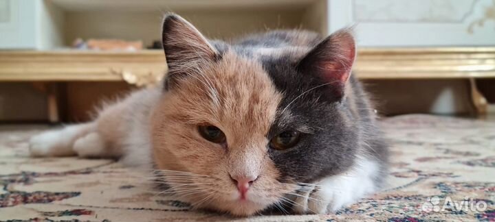 Кошки в добрые руки