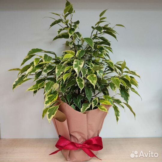 Фикус бенджамина кинки
