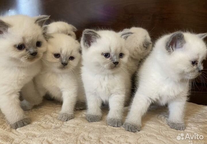 Шотландские котята