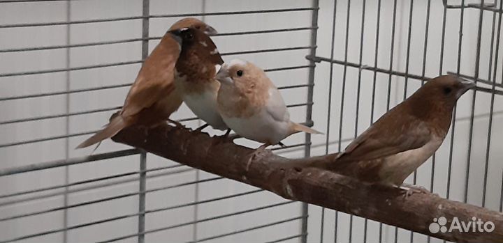 Птицы амадины