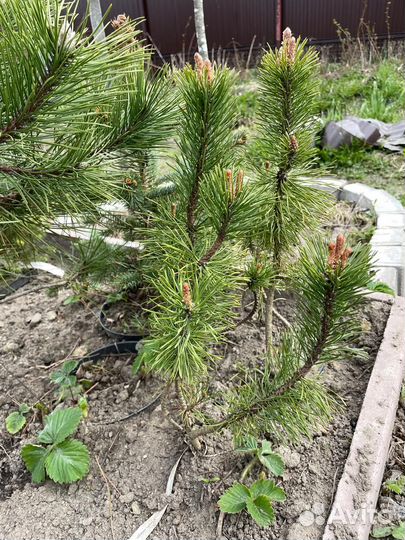 Сосна горная мугус пумилио