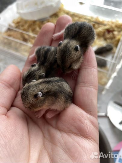 Джунгарский хомяк