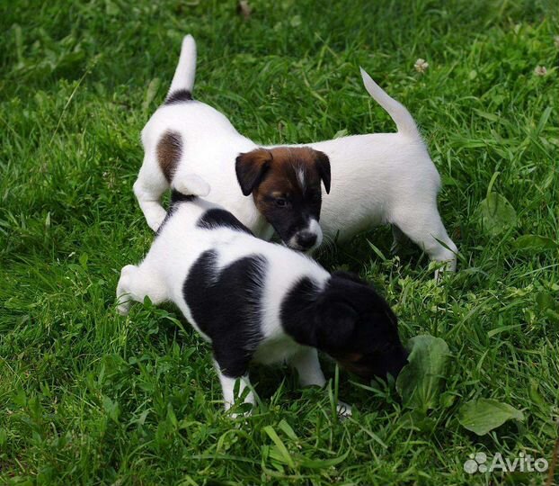Фокстерьер гладкошерстый