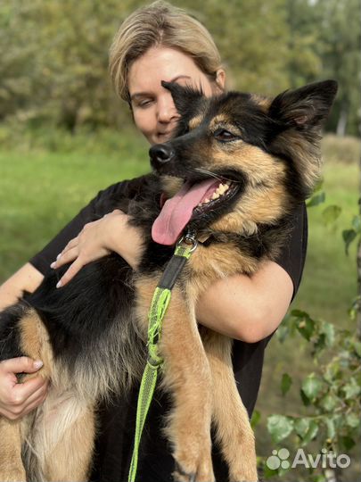 Ласковая домашняя собачка попала в приют