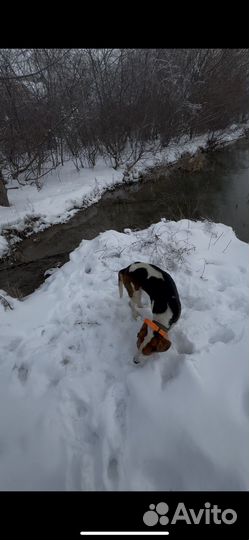 Эстонская гончая