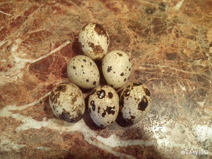 Яйца перепелиные
