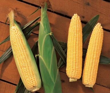 Семена Кукурузы 