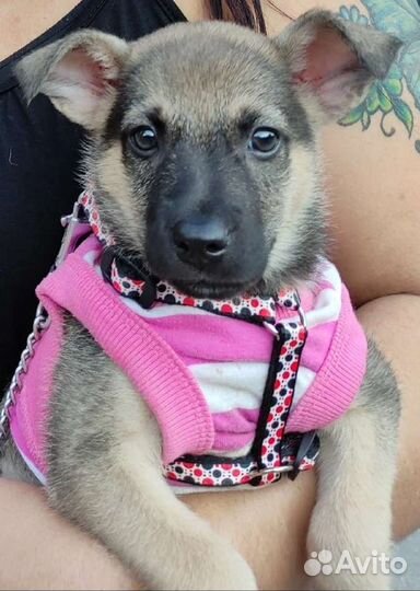 Щенок девочка в добрые руки