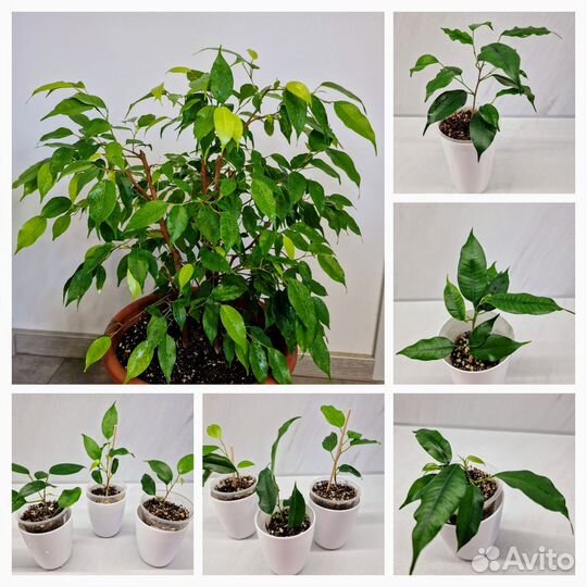 Сортовые фикусы