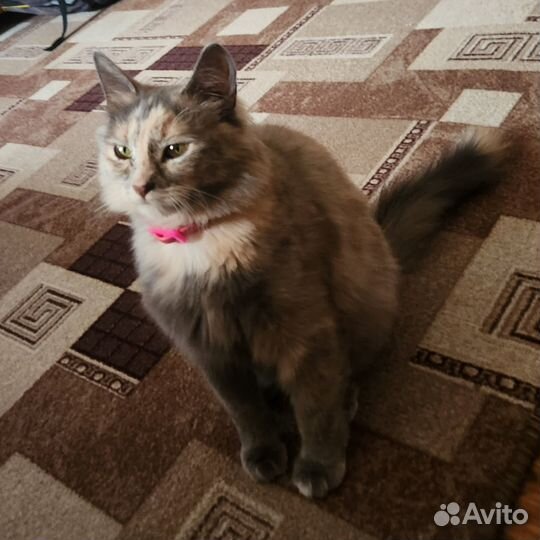Отдам бесплатно