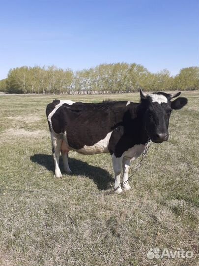 Корова дойная