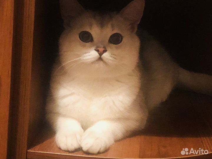 Шотландский шиншила кот вязка