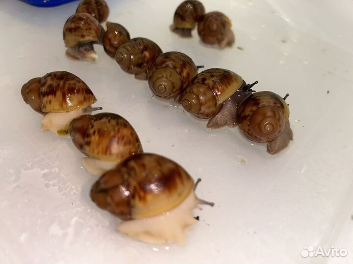 Улитки ахатина иммакуляте
