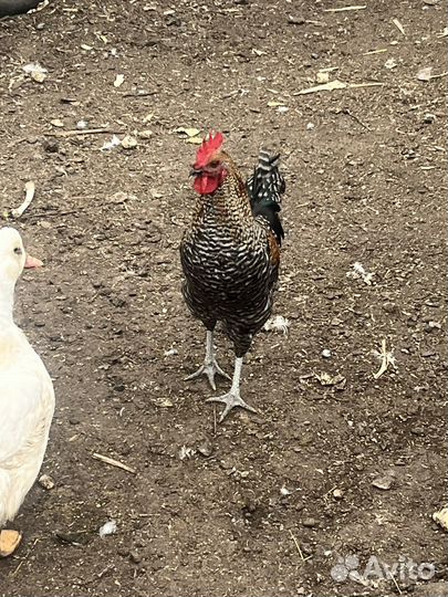 Молодые петухи