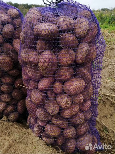 Картофель домашний