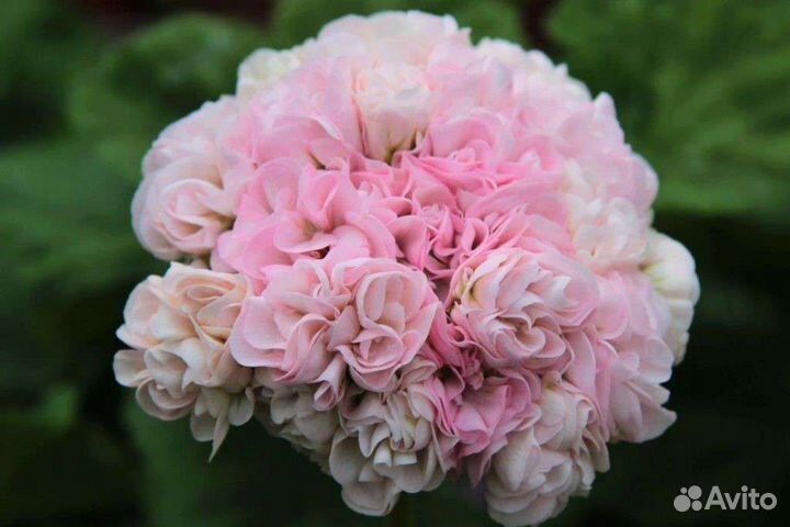 Пеларгония