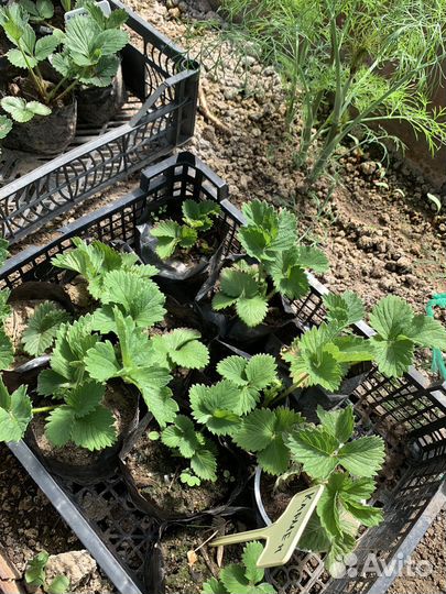 Рассада клубники