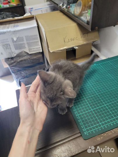 Серый котенок