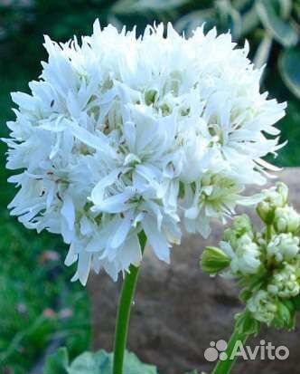 Пеларгония герань