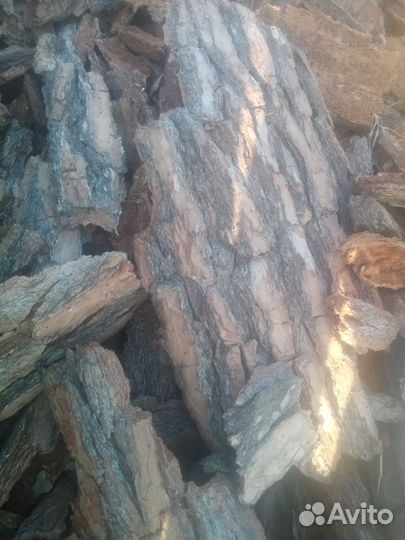 Растения кора сосны