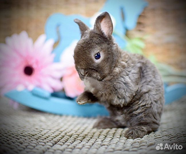 Мини карликовый кролик. Декоративный кролик