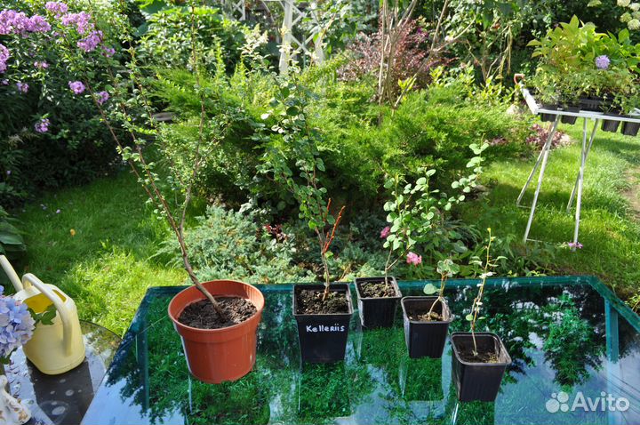 Барбарис Тунберга Kelleriis (Келлерис)