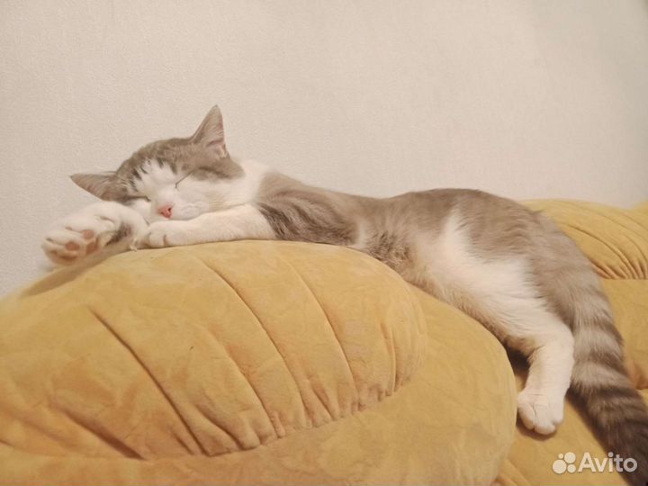 Кот на вязку