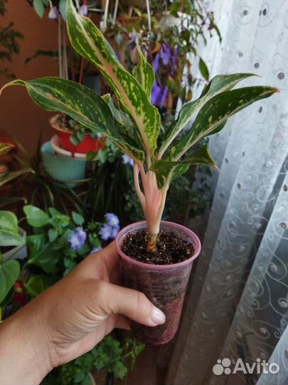 Аглаонема Баттерфляй