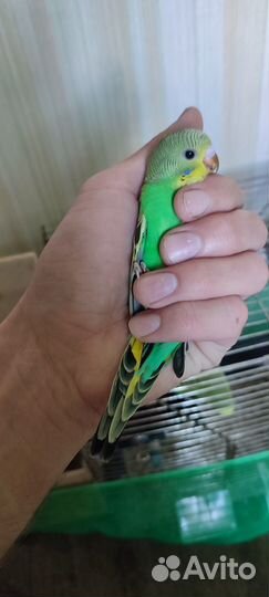 Птенец волнистого попугая