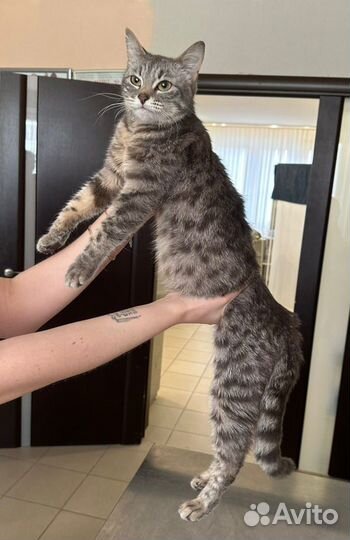 Спасите Молли