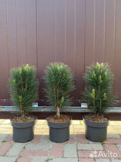 Сосна Грин Тауэр