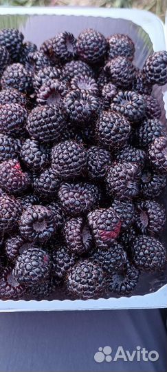 Саженцы ежемалины